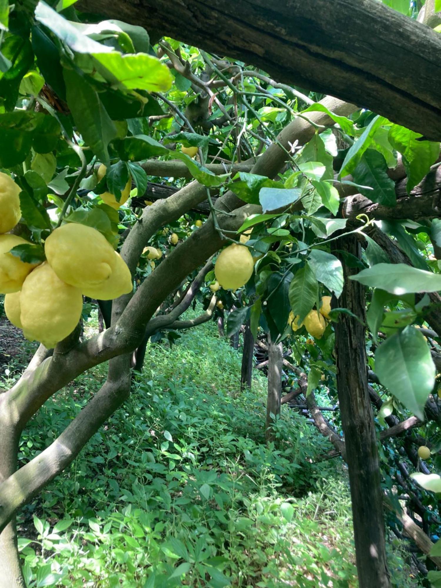 Suite I Limoni Ravello Eksteriør bilde