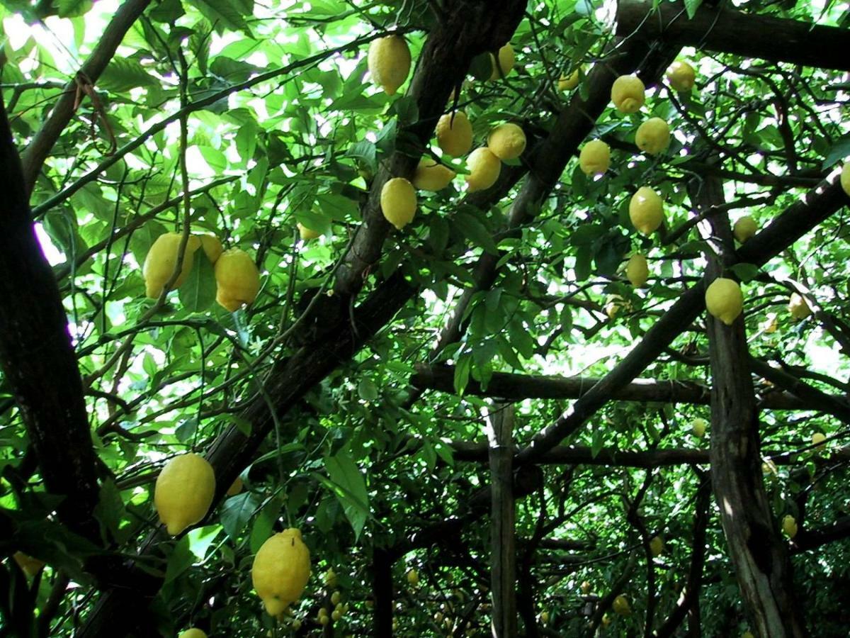 Suite I Limoni Ravello Eksteriør bilde